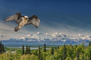 Lammergeyer vulture buzzard photo