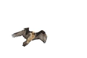 Lammergeyer vulture buzzard photo