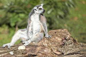 lemur monkey while spreading arms to the sun photo