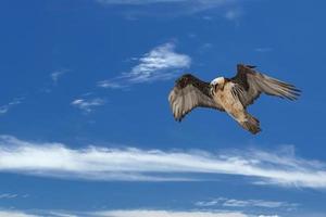 Lammergeyer vulture buzzard photo