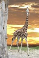 Isolated giraffe on the gold sky background photo