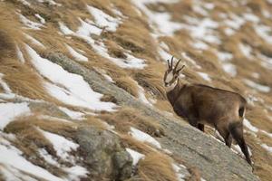 An isolated chamois deer in the snow background photo