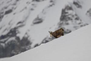 An isolated chamois deer in the snow background photo