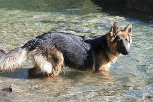 german shepard while looking at you photo