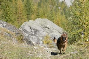 german shepard while running to you photo