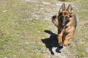 german shepard while running to you photo