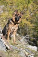 german shepard while looking at you photo