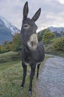 Donkey close up portrait photo