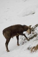 An isolated chamois deer in the snow background photo