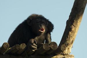 Ape chimpanzee monkey while yawning photo