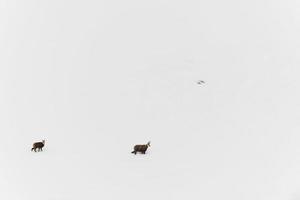 Father and son chamois deer running in the snow background photo