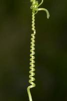 Grape spiral branch photo