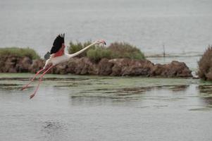 Pink flamingo flying over water in Sardinia, Italy photo