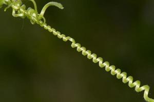 Grape spiral branch photo