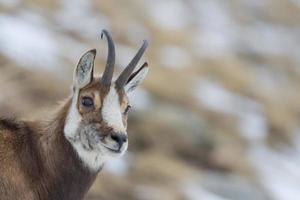 An isolated chamois deer in the snow background photo