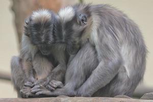 Two monkeys while holding their hands photo