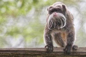 Emperor Tamarin monkey photo