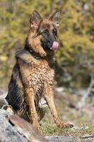 german shepard while looking at you photo