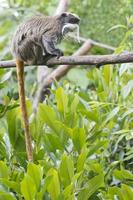 Emperor Tamarin monkey photo