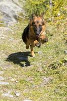 alemán Shepard mientras corriendo a usted foto