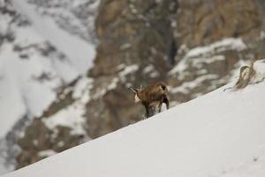 An isolated chamois deer in the snow background photo