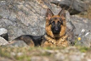 german shepard while looking at you photo