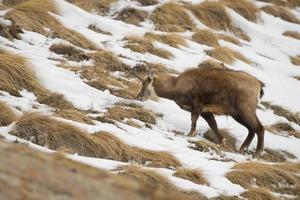 An isolated chamois deer in the snow background photo