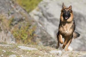 german shepard while running to you photo