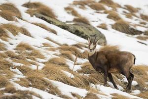 An isolated chamois deer in the snow background photo