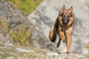 german shepard while running to you photo