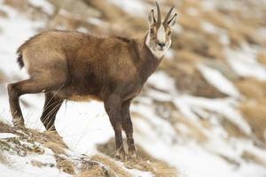 An isolated chamois deer in the snow background photo