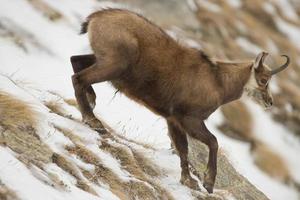 An isolated chamois deer in the snow background photo