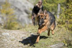 alemán Shepard mientras corriendo a usted foto