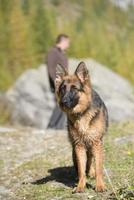 german shepard while looking at you photo