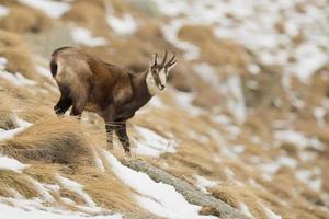 An isolated chamois deer in the snow background photo