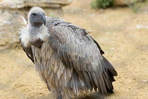 Isolated vulture, buzzard looking at you photo