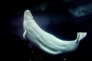 retrato de delfín blanco de ballena beluga foto