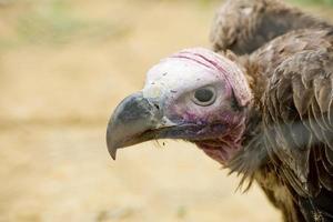 Isolated vulture, buzzard looking at you photo