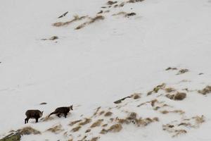 An isolated chamois deer in the snow background photo