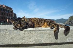 gato mientras descansa en el puerto de vernazza foto