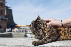 gato mientras descansa en el puerto de vernazza foto