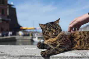 Cat while resting in Vernazza harbor photo