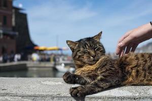 gato mientras descansa en el puerto de vernazza foto