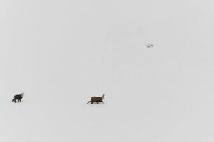 Father and son chamois deer running in the snow background photo