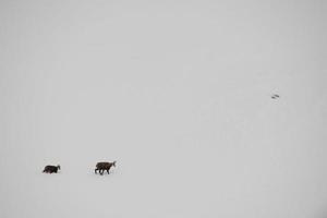 Father and son chamois deer running in the snow background photo