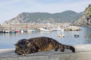 gato mientras descansa en el puerto de vernazza foto