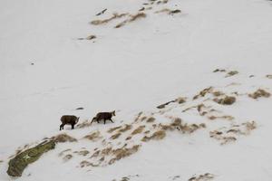 An isolated chamois deer in the snow background photo