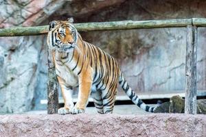 Siberian tiger ready to attack looking at you photo