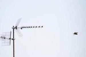 starlings flying from antenna photo