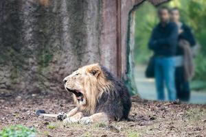 Asian male lion at the zoo photo